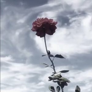 Meet your Posher, Lily